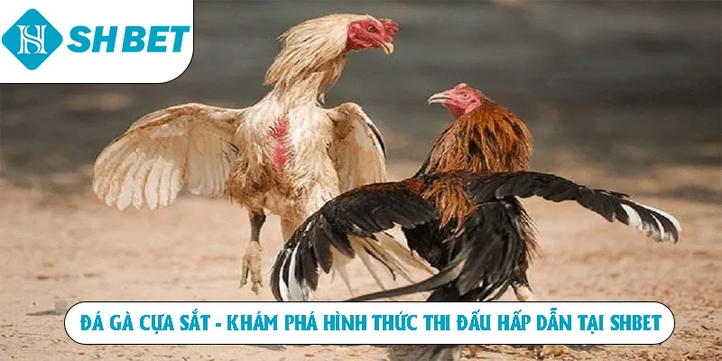 Đá gà cựa sắt khám phá hình thức thi đấu hấp dẫn tại SHBET